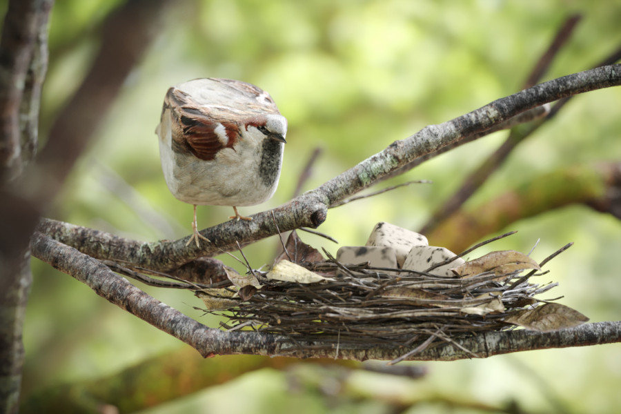 3D cube bird in nature